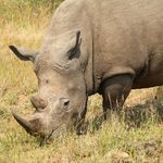 Rhino in the Hluhluwe Private Reserve